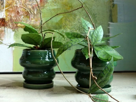 ホヤ カリストロフィラ　観葉植物