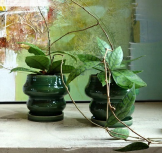 ホヤ カリストロフィラ　観葉植物