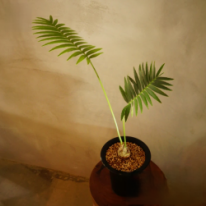 ディオーン スピヌロスム　観葉植物