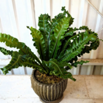 アスプレニウム プリカーツム　観葉植物