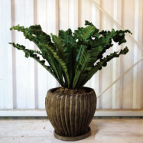 アスプレニウム プリカーツム　観葉植物