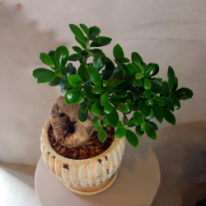 ガジュマル southern island　観葉植物