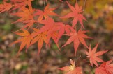 イロハモミジ　樹木