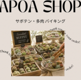 多肉サボテン　アポアショップ