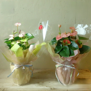 アンスリウム鉢植え　アポアショップ