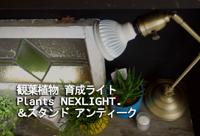 観葉植物 育成ライト入荷しました Plants NEXLIGHT＆スタンド 