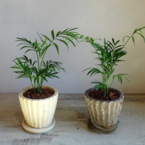 マリボールのテーブルヤシ植え　観葉植物
