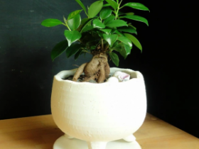 miniがじゅまる　観葉植物