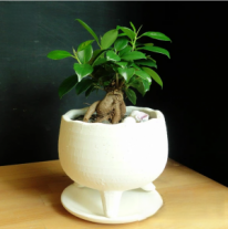 miniがじゅまる　観葉植物
