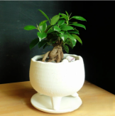 miniがじゅまる　観葉植物