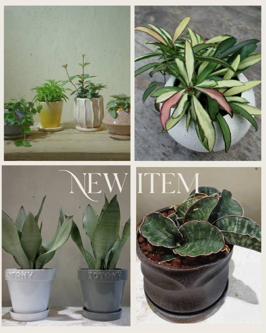 new item　観葉植物　アポアショップ