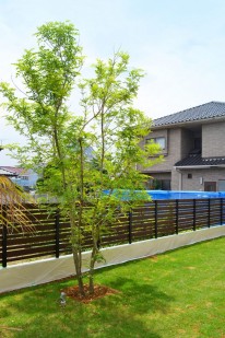 シマトネリコ　樹木