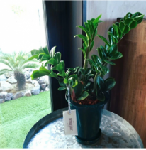 父の日　観葉植物