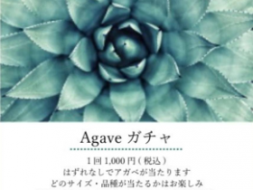 アガベ　アポアショップ