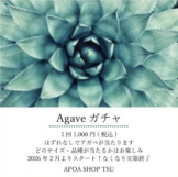 アガベ　アポアショップ