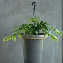 エピフィルム クリソカルディウム　観葉植物