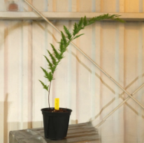 ドリナリア　リギデュラ　ホワイティ 観葉植物
