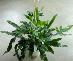 フレボディウム ブルースター 　観葉植物