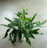 フレボディウム ブルースター 　観葉植物