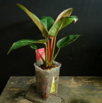 フィロデンドロン ピンクバーキン　観葉植物