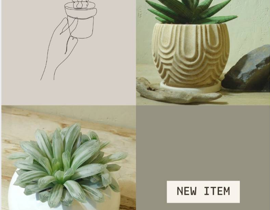 new item 多肉植物　アポアショップ