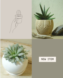 new item 多肉植物　アポアショップ