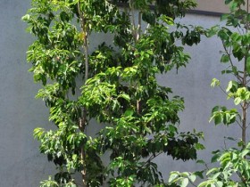 ソヨゴ　樹木
