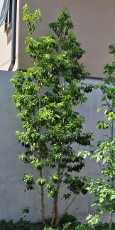 ソヨゴ　樹木