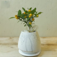 アポアショップ キンズ 盆栽 鉢植え アポアショップ キンズ 盆栽 鉢植え