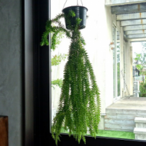 フペルジア フレグマリウルス　観葉植物