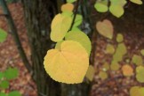 カツラ 　樹木