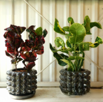 クロトン　観葉植物