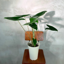 アロカシア ゼブリナ　観葉植物