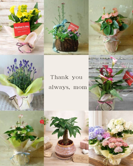 Mother's day　アンスリウム　カラー鉢植え
