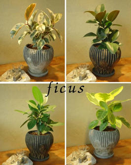 フィカス 鉢植え　アポアショップ