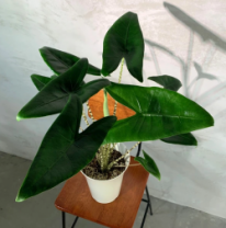 アロカシア ゼブリナ　観葉植物