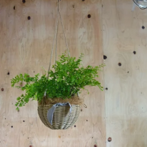 アジアンタム 　観葉植物　