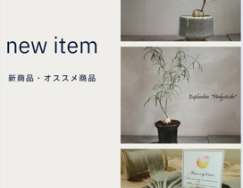 観葉植物新商品 　アポアショップ