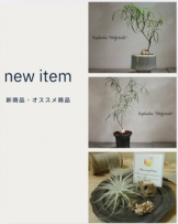 観葉植物新商品 　アポアショップ