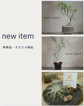 観葉植物新商品 　アポアショップ
