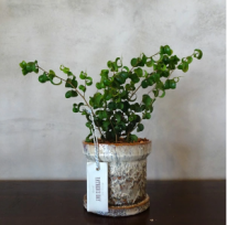 父の日　観葉植物