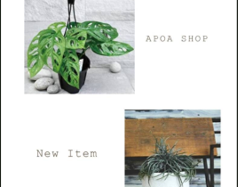 new item　アポアショップ　観葉植物