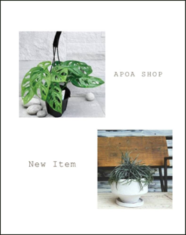 new item　アポアショップ　観葉植物