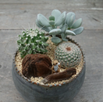 父の日　寄せ植え