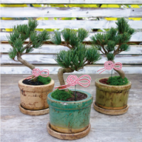 アポアショップ 五葉松 盆栽 お正月飾り アポアショップ 五葉松 盆栽 お正月飾り