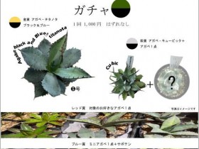 アガベ　アポアショップ