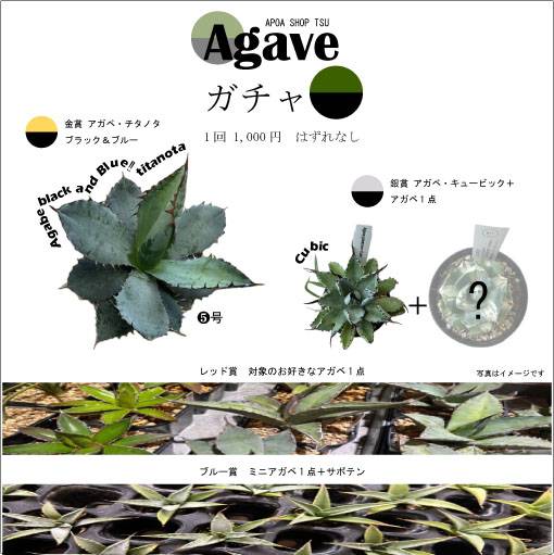 アガベ　アポアショップ