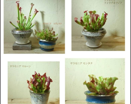 サラセニア　食虫植物　アポアショップ