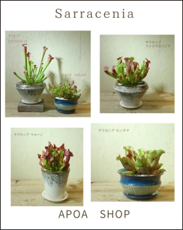 サラセニア　食虫植物　アポアショップ