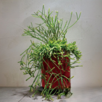 リプサリス プリスマティカ　観葉植物